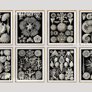 Shells Sea Shell Marine Ocean Print Set of 8 Prints Antique Ernst Haeckel Black Background White Coastal Bathroom Cottage Wall Art to Frame