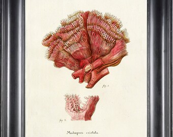 CORAL PRINT Esper 8x10 Art Print 7 Beautiful Antique Sea Ocean Ivory Coral Nature to Frame Home Decoration Nautical Seashore
