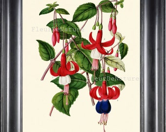 BOTANICAL PRINT Horticole 8x10 Botanical Art Print 33 Beautiful Fuchsia Flower Plant Red Blue Garden Nature to Frame Room Decor