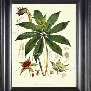 BOTANICAL PRINT Fitch 8x10 Botanical Art Print 24 Beautiful Antique Flower Palm Tree Leaf Red Berries Plant Garden Nature to Frame