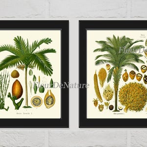 Palm Tree Print Set of 2 Botanical Art Print Antique Tropical Plant Seeds Chart Ivory Background Nature Bedroom Kitchen Home Decor KOH