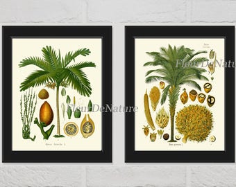 Palm Tree Print Set of 2 Botanical Art Print Antique Tropical Plant Seeds Chart Ivory Background Nature Bedroom Kitchen Home Decor KOH