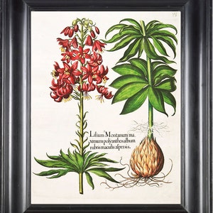 Botanische PRINT Besler 8 x 10 botanische kunst Print 10 mooie rood roze lelie hyacint lente tuin bloemen lamp grafiek huis muur Decor