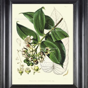 Botanische PRINT Fitch 8 x 10 botanische kunst Print 11 mooie antiek wit grafiek Plant zaden bloemblaadjes boom tak bladeren bloementuin