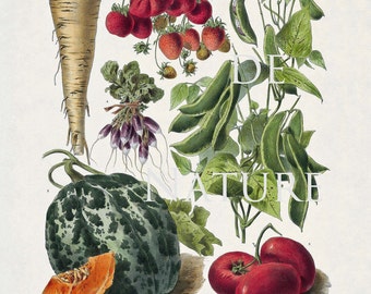FRENCH VEGETABLE Garden 8X10 Botanical Art Print 30 Antique Beautiful Plants Seed Packet Cantalope Tomato Strawberry Peas Beat to Frame