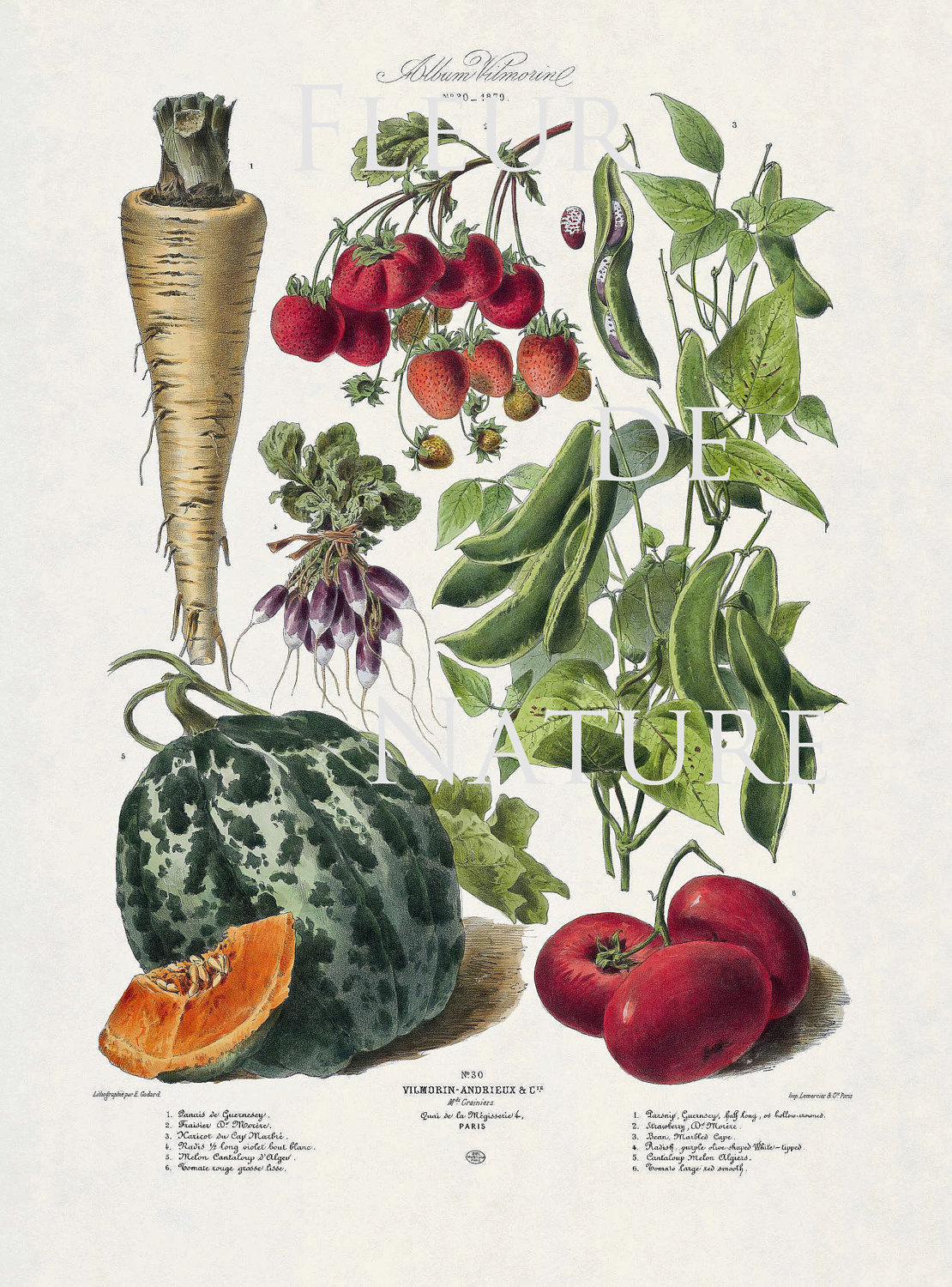 アンティーク　絵　水彩画　果物　antique フランス il_1080xN.4076666992_fdy6.jpg