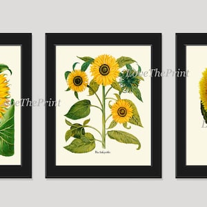 Sonnenblume Druck Set von 3 Kunstdrucke antike schöne Frühling Sommer Garten Wildblumen Blumen Land Illustration Home Wand Dekor zu Rahmen