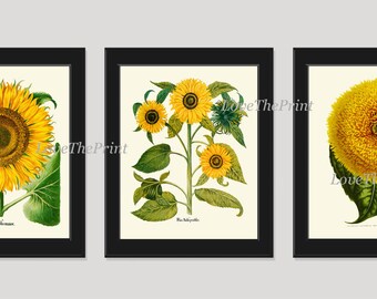 Sunflower Print Set of 3 Art Prints Antique Beautiful Spring Summer Garden Wildflowers Flowers Country Illustration Home Wall Decor to Frame
