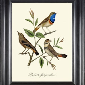 Vintage Bird Print Wall Art Blue Bird Bluebird DCF44 Beautiful Antique Nature Bedroom Dining Living Room Home Room Decor Decoration to Frame