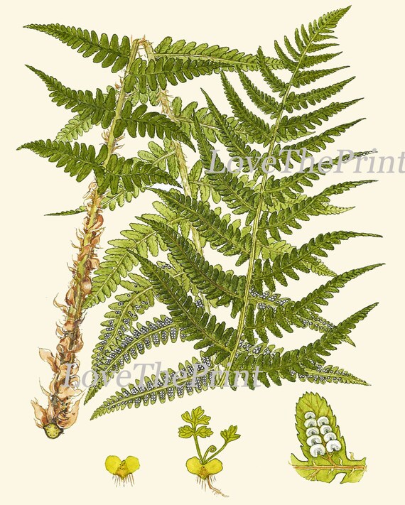 kunstpflanze kaufen Kunstpflanze Baumfarn 125cm kaufen pflegefrei Deko main image 1