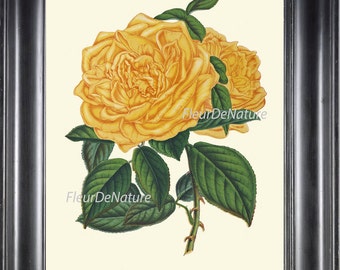 Yellow Rose Print Botanical Wall Art H416 Beautiful Antique Vintage Colorful Flower Print Illustration Floral Interior Design to Frame