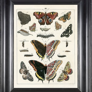 MARIPOSA Berge impresión 8 x 10 lámina 3 hermoso antiguo Tachyptera mariposas orugas Natural historia jardín naturaleza Home Decor