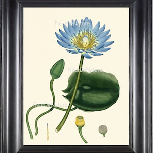 BOTANICAL PRINT ANDREWS 8x10 Botanical Art Print 27 Antique Blue Water Lily Lotus Lake River Nature Flower to Frame