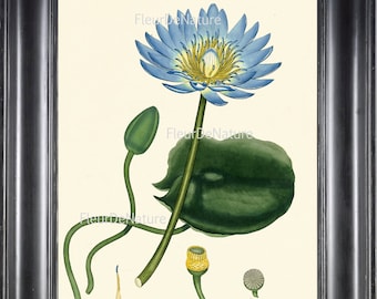 BOTANICAL PRINT ANDREWS 8x10 Botanical Art Print 27 Antique Blue Water Lily Lotus Lake River Nature Flower to Frame