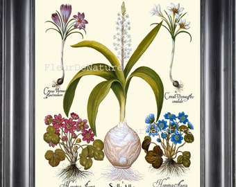 BOTANICAL PRINT Besler 8x10 Botanical Art Print 67 Beautiful Purple White Crocus Forget Me Not Spring Garden Flower Antique Writing