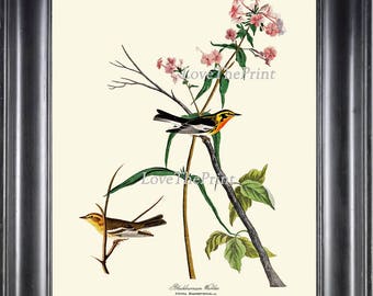 AUDUBON BIRD PRINT Art 32 Beautiful Antique Blackburnian Warbler Pink Botanical Flowers Country Nature Ivory Background Home Wall Decor