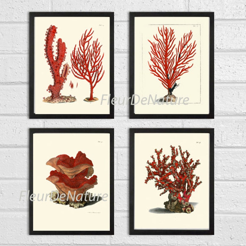 Red Coral Print SET of 4 Art Prints 8x10 Ellis Beautiful Etsy