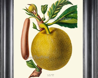 Exótico botánico Panfruit impresión DE31 arte de la pared hermoso árbol antiguo carta de frutas cocina ilustración comedor decoración del hogar a marco