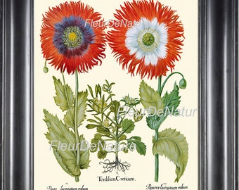 BOTANICAL PRINT Besler 8x10 Art 35 Beautiful Papaver Opium Red Poppy Flower Antique Vintage Art Illustration Chart Plate Plant Wall Decor