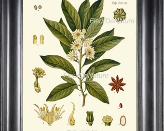 Estrela japonesa anese arte botânica impressão 14 kohler erva 8x10 lindas flores brancas antigas tempero cozinha cozinha sala de jantar gráfico de parede