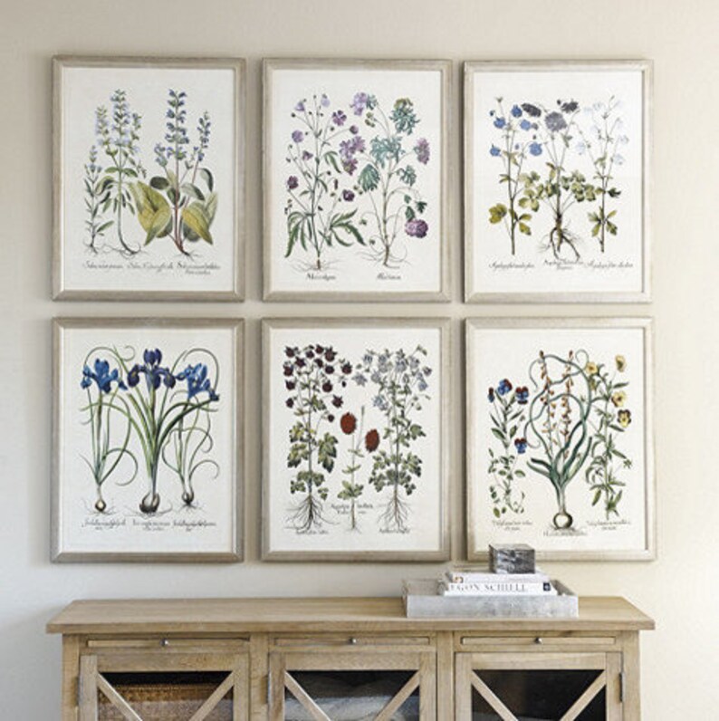BOTANICAL PRINT Besler 8x10 Art 13 Beautiful Blue Iris Yellow Flower ...
