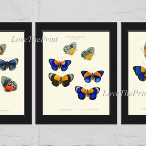 Butterfly Print Set of 3 Prints Beautiful Blue Red Yellow Colorful Spring Summer Butterflies Chart Nature Decor Wall Art Unframed HW