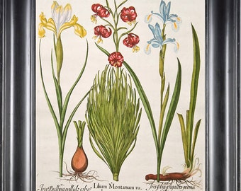 BOTANICAL PRINT Besler 8x10 Botanical Art Print 4 Beautiful Yellow Blue Iris Red Lily Spring Summer Garden Home Decor