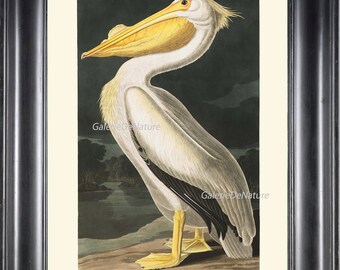 オーデュボン バードプリント 8X10 アート 3 アメリカシロペリカン アンティーク 美しい大きな鳥 海 自然 ホーム 壁装飾 インテリア デザイン フレーム付き