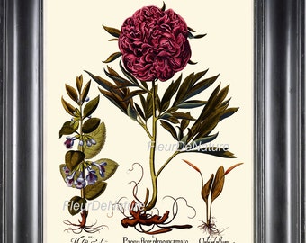 BOTANICAL PRINT Besler 8x10 Art 32 Beautiful Large Peony Red Pink Antique Spring Summer Plant Blue Bell Small Flowers Botany to Frame