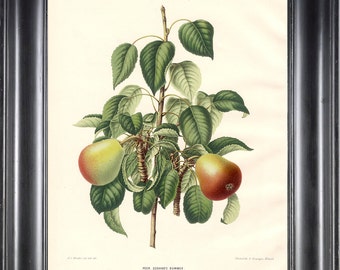 BOTANICAL FRUIT PRINT Wendel 8x10 Botanical Art Print 15 Beautiful Pear Osband Summer Plant Tree Branch Nature to Frame Interior Design