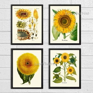 Sonnenblume Druck Set von 4 Kunstdrucke antike schöne Frühling Sommer Garten Blumen Illustration Blütenblätter Samen Blume Diagramm Wandkunst zu rahmen