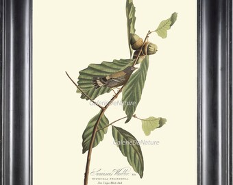 AUDUBON BIRD PRINT 8X10 Art 24 Swainson's Warbler Oak Tree Nuts Antique Beautiful Home Wall Decor Living Dining Room Hallway Entrance