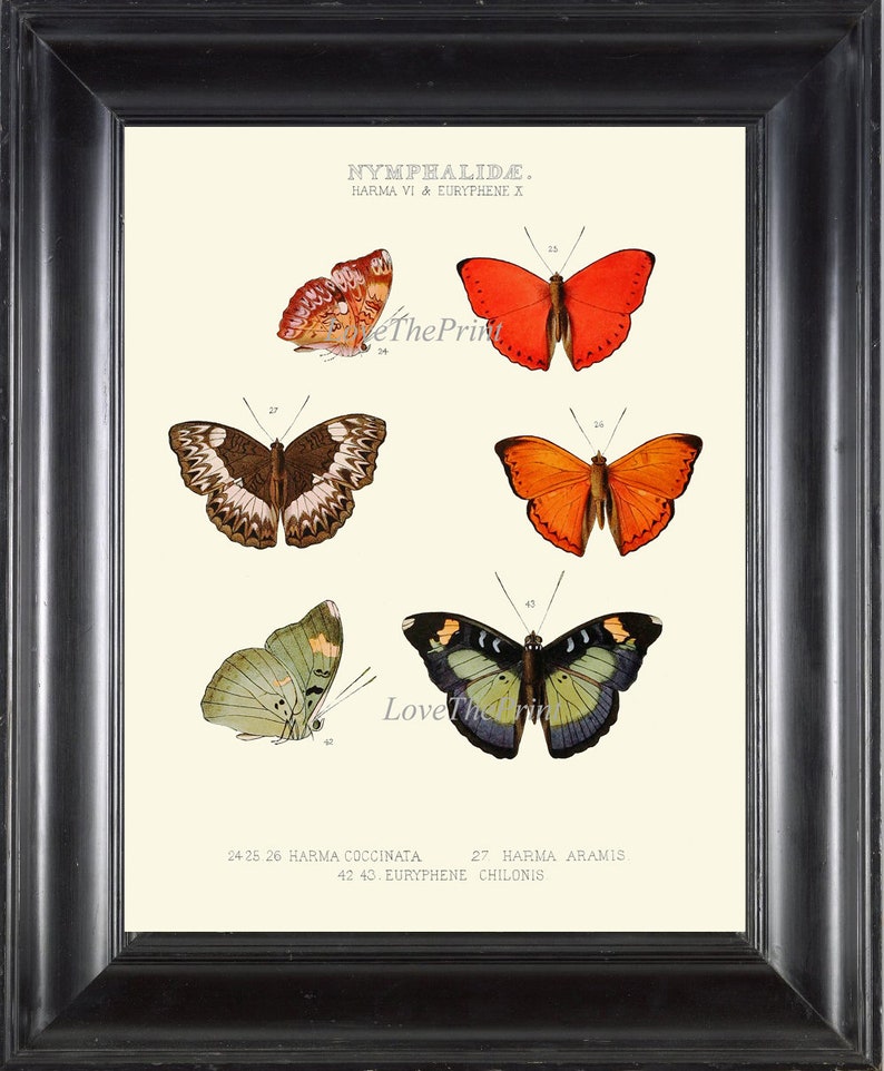 Butterfly Print Wall Art WH21 Beautiful Antique Butterflies Red Orange Spring Summer Garden Chart Home Room Decor Illustration to Frame image 1