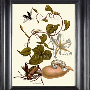 Puede incluir: Una ilustración botánica vintage que presenta una flor blanca con hojas y enredaderas verdes. Dos insectos, uno negro y otro marrón, se representan junto con dos orugas blancas y marrones.