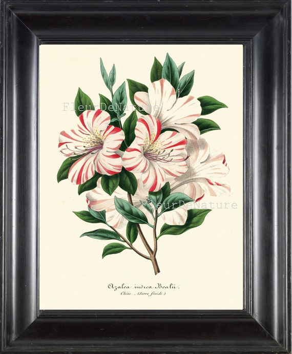BOTANICAL PRINT Horticole 8x10 Botanical Art Print 7 Beautiful
