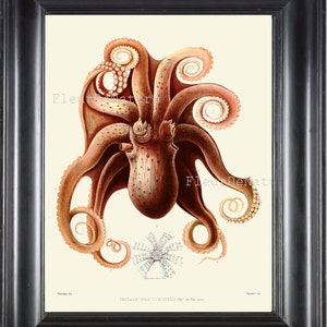 OCTOPUS 8x10 Art Print 3 Beautiful Black and White Antique Sea Ocean Nature to Frame Home Decoration Wall Hanging