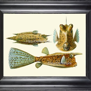 Fish Print Ernst Haeckel 8X10 Art 32 Beautiful Pufferfish Puffer Tropical Coral Reef Nature Antique Chart Home Decor To Frame Beach House
