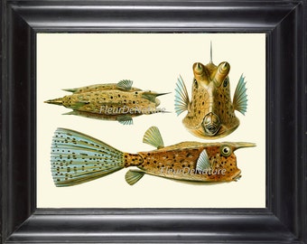 Fish Print Ernst Haeckel 8X10 Art 32 Beautiful Pufferfish Puffer Tropical Coral Reef Nature Antique Chart Home Decor To Frame Beach House