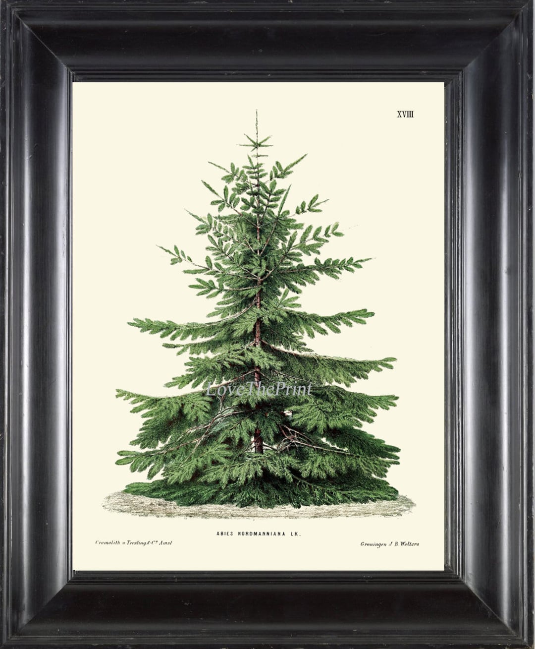 Christmas Tree Pine BOTANICAL PRINT Wall Art Beautiful Green