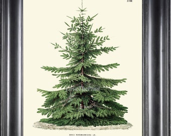 Christmas Tree Pine BOTANICAL PRINT Wall Art Beautiful Green Antique Nordmann Caucasian Fir Holiday Home Room Decor Decoration to Frame