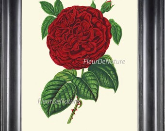 RosenDruck 8x10 Botanische Kunst H364 Schöne antike rote Blume Druck Illustration Botanik Französisch Provencal Frühling Sommer Garten Home Decor