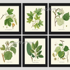 Grüne Bäume botanische Druck SET von 6 Baum Drucke Wandkunst schöne antike Linden Haselnuss Ahorn Weide Blatt verlässt Home Decor, um HT