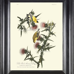 AUDUBON BIRD PRINT 8X10 Art 1 American Goldfinch Antique Beautiful Flowers Wildflower Nature Home Wall Decoration Interior Design to Frame