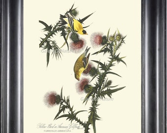 AUDUBON BIRD PRINT 8X10 Art 1 American Goldfinch Antique Beautiful Flowers Wildflower Nature Home Wall Decoration Interior Design to Frame