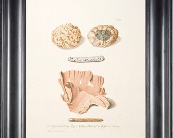 CORAL PRINT KNORR 8x10 Art Print 3 Beautiful Antique Corals to Frame Marine Sea Ocean Nature Natural Science