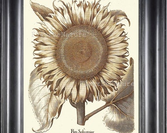BOTANICAL PRINT Besler 8x10 Botanical Art Print 72 Beautiful Large Sunflower Flower Garden Nature Antiwue Writing