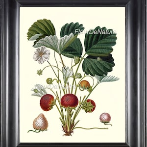 BOTANICAL FRUIT PRINT Poiteau 8x10 Botanical Art 45 Beautiful Strawberry Berries Garden Flower Tree Branch Nature to Frame Wall Home Decor