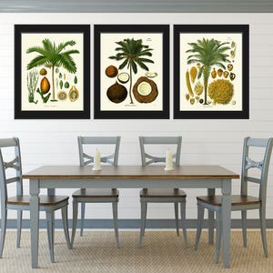 Palm Tree Print Satz von 3 botanischen Art Print Antik Tropical Kokos Pflanze Samen Muttern Obst Diagramm Natur Schlafzimmer Küche Home Decor KOH