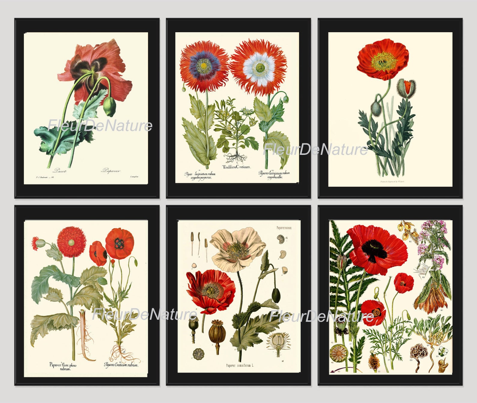 BOTANICAL Print SET of 6 Art Prints 8x10 Beautiful Red White Papaver ...