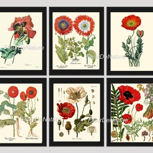 Botanische Print SET van 6 kunst wordt afgedrukt 8 x 10 mooi rood witte Papaver Opium Poppy plaat antieke Vintage illustratie schilderij bloem grafiek